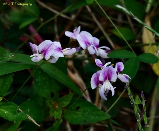 {Lespedeza repens}